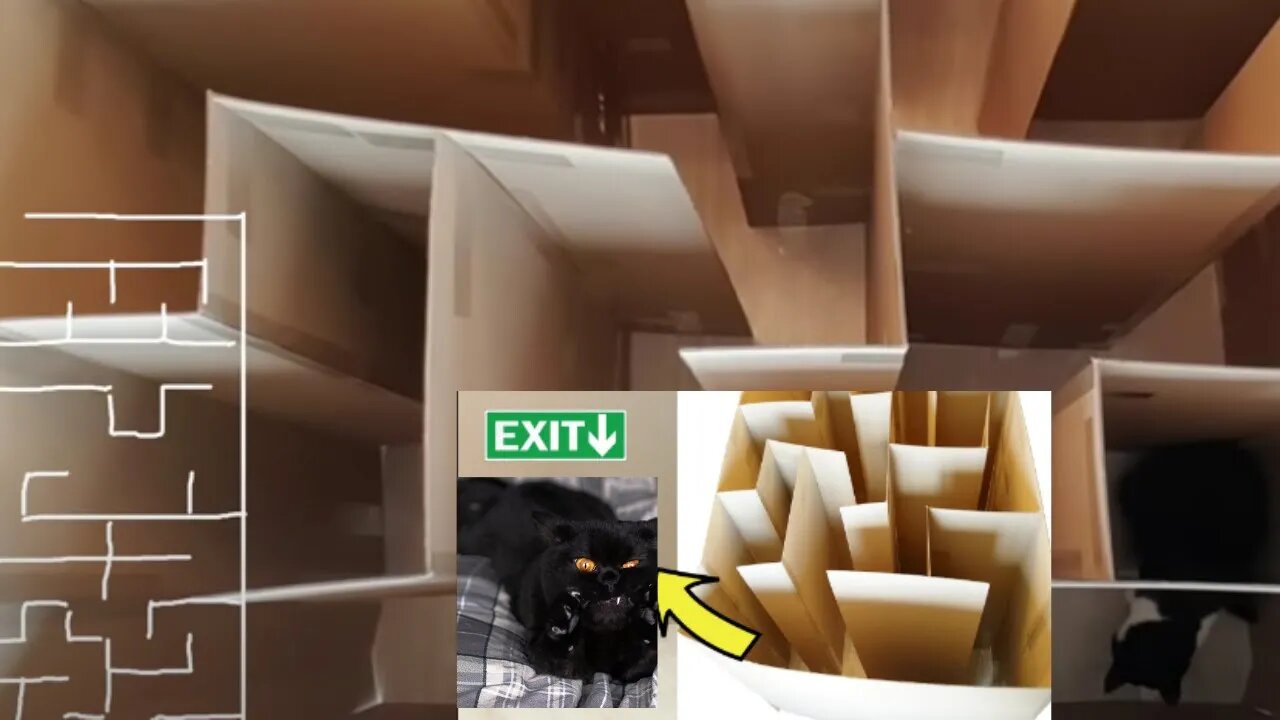 GIANT CAT MAZE!! Where's the exit??