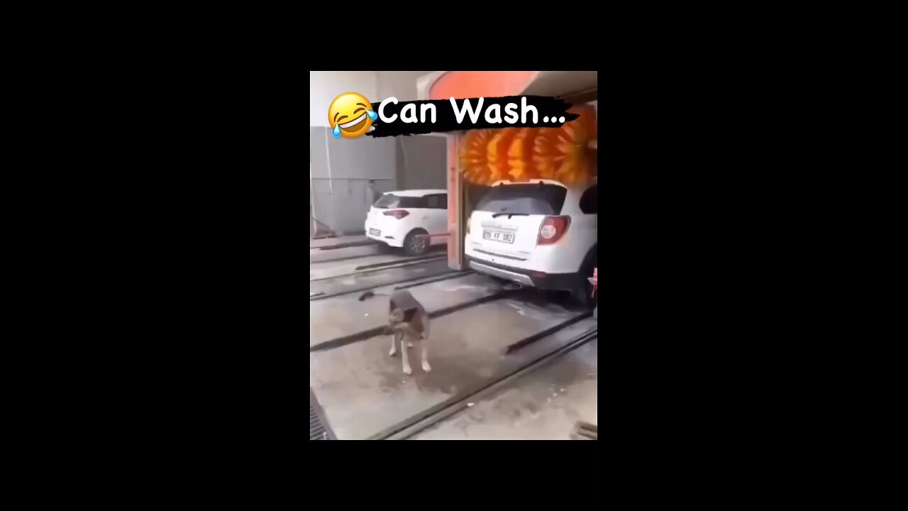 Dog Car Wash Funny Video 😂