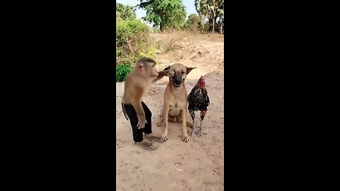 monkey and dog funny