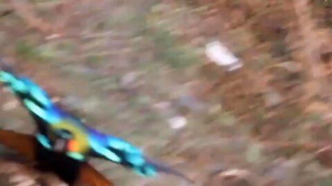 Himalayan monal performs a mating dance