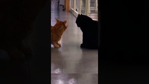 Kucing Oreng Ngajak Berantem Sama Kucing Hitam