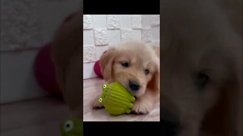 Funniest Cat and Dog Videos Compilation