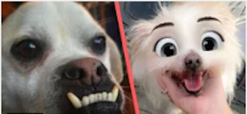 The Funniest Dogs & Cats - Awesome Funny Pet Videos 🐶🐱