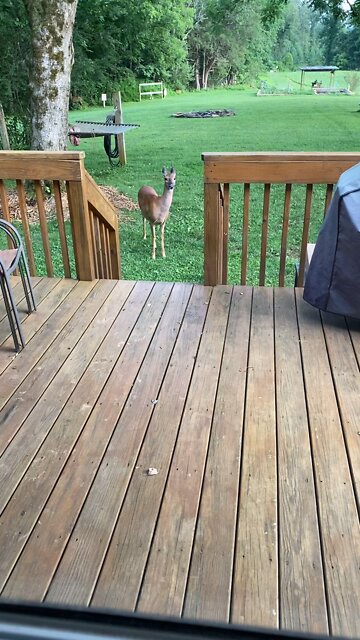 Peaches the Doe loves Tostitos.