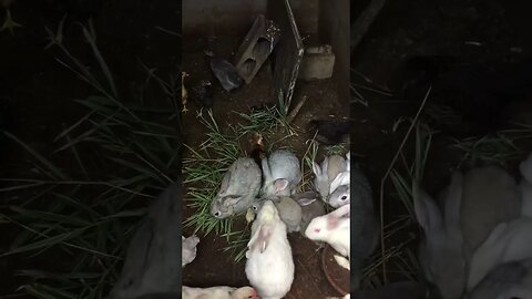 Keeping the bunny family close