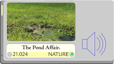 LOG Entry 21.024 Froggy Fancies Flutter