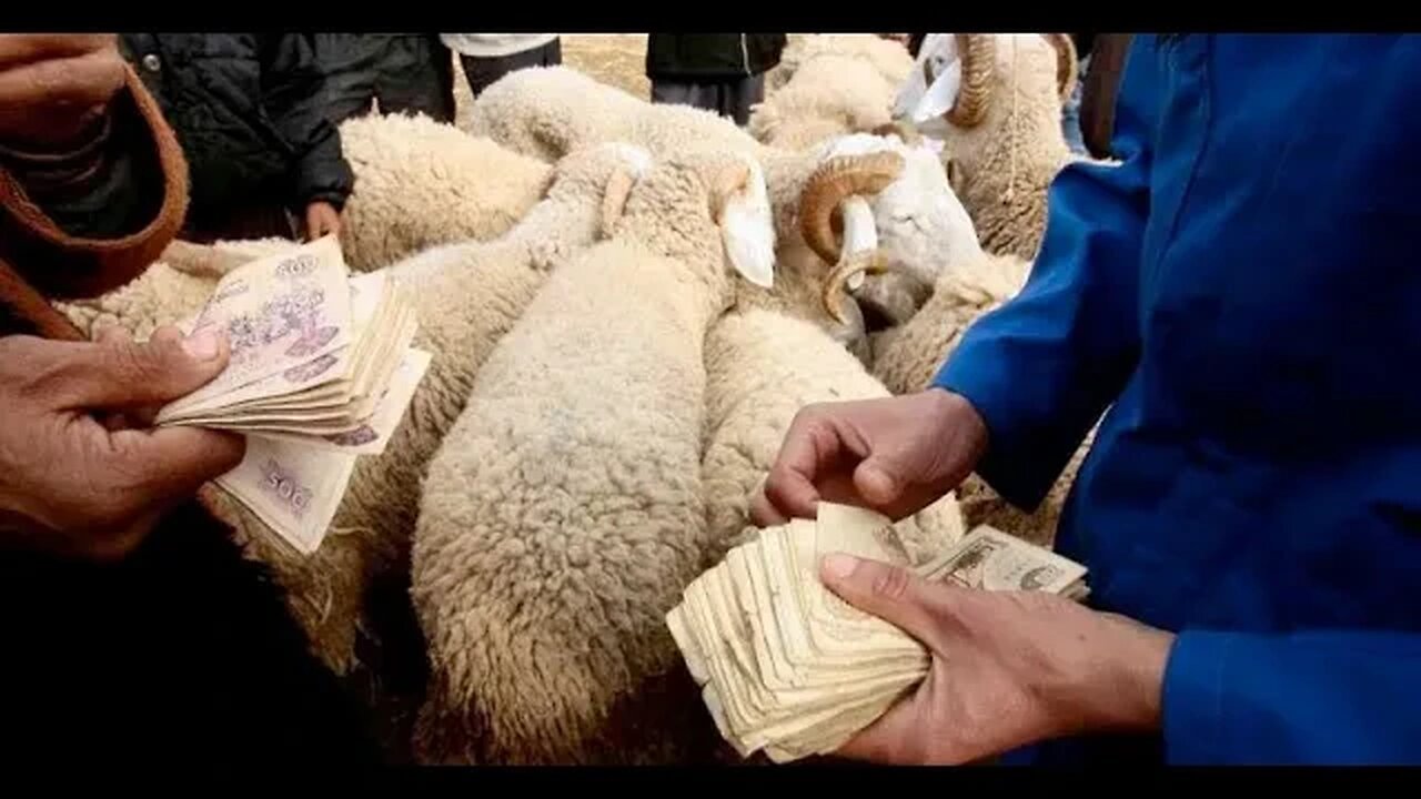 💥Boycotter🐏Le Mouton 👀Cette Année🐑Est un Devoir👈Trop de Rapaces😡en Profitent🤑Pour Tripler Les Prix🖕💰