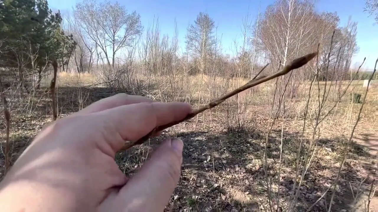 Waiting for irrigation, clearing trees, and my greenworks chainsaw likes/dislikes.