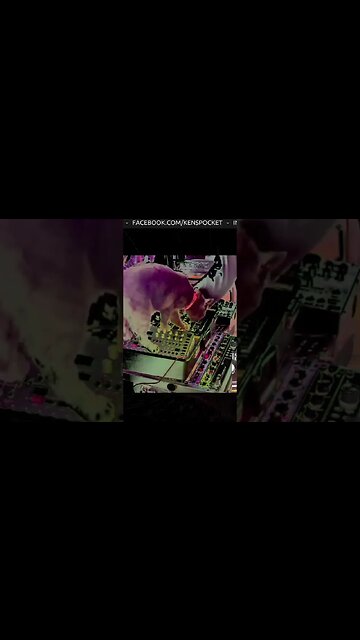 Acid Panther Cameo Plays Analog Four by Elektron - DUKE ACID PAWS 002 #techno #live #CatPlaysTechno