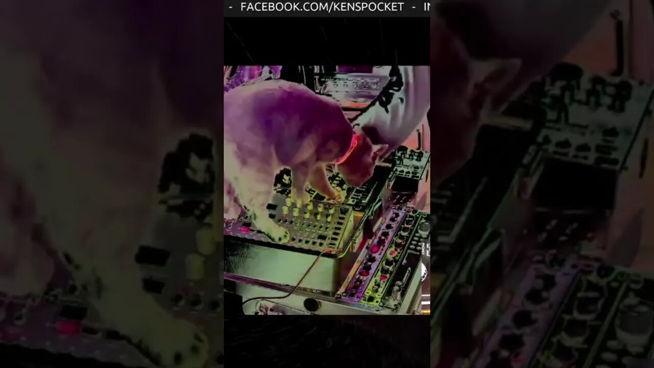 Acid Panther Cameo Plays Analog Four by Elektron - DUKE ACID PAWS 002 #techno #live #CatPlaysTechno