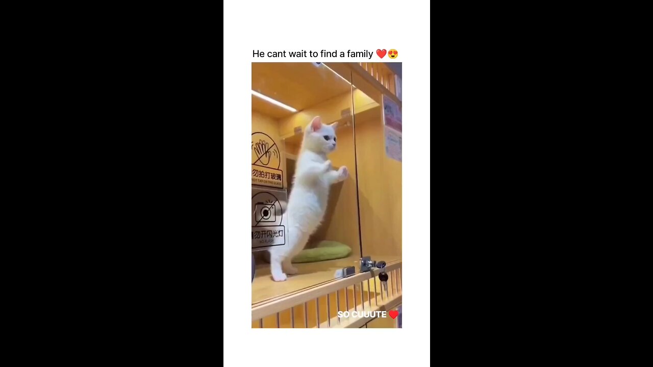 Cat moments