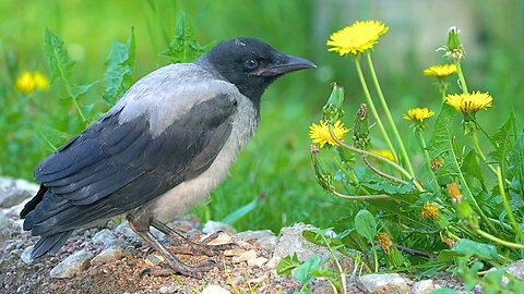 Hooded Crow Fledgling Enjoying Dandelions. Scent or Taste?