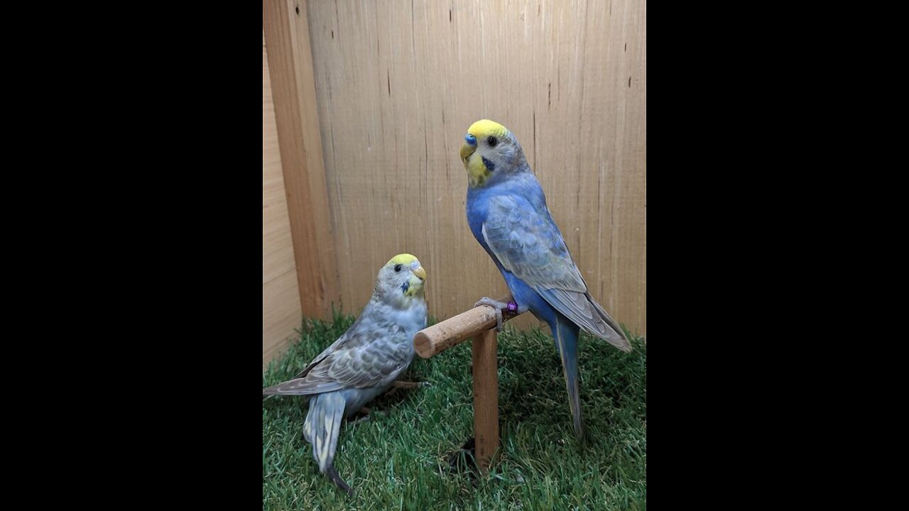 Watch the #budgies eat lettuce leaves greedily 🥬 #Budgies love to eat lettuce 🐦