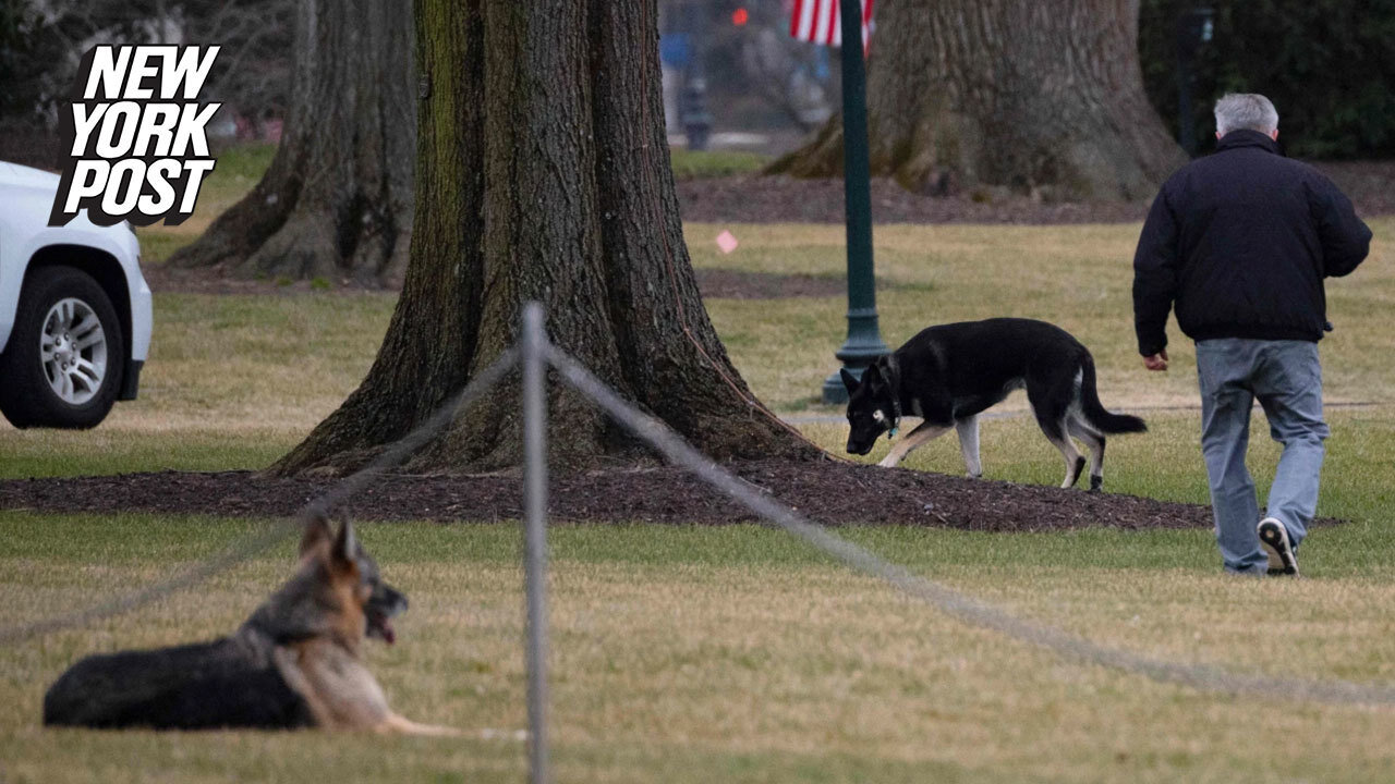 Biden's German shepherds sent back to Delaware after reportedly biting security guard