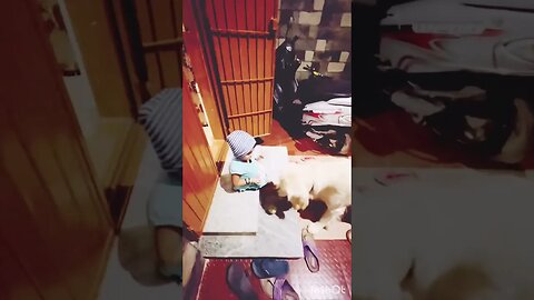 #goldenretriever #baby #shorts