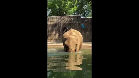 Zoo Elephant Has Pool Day With Snacks And Swimming