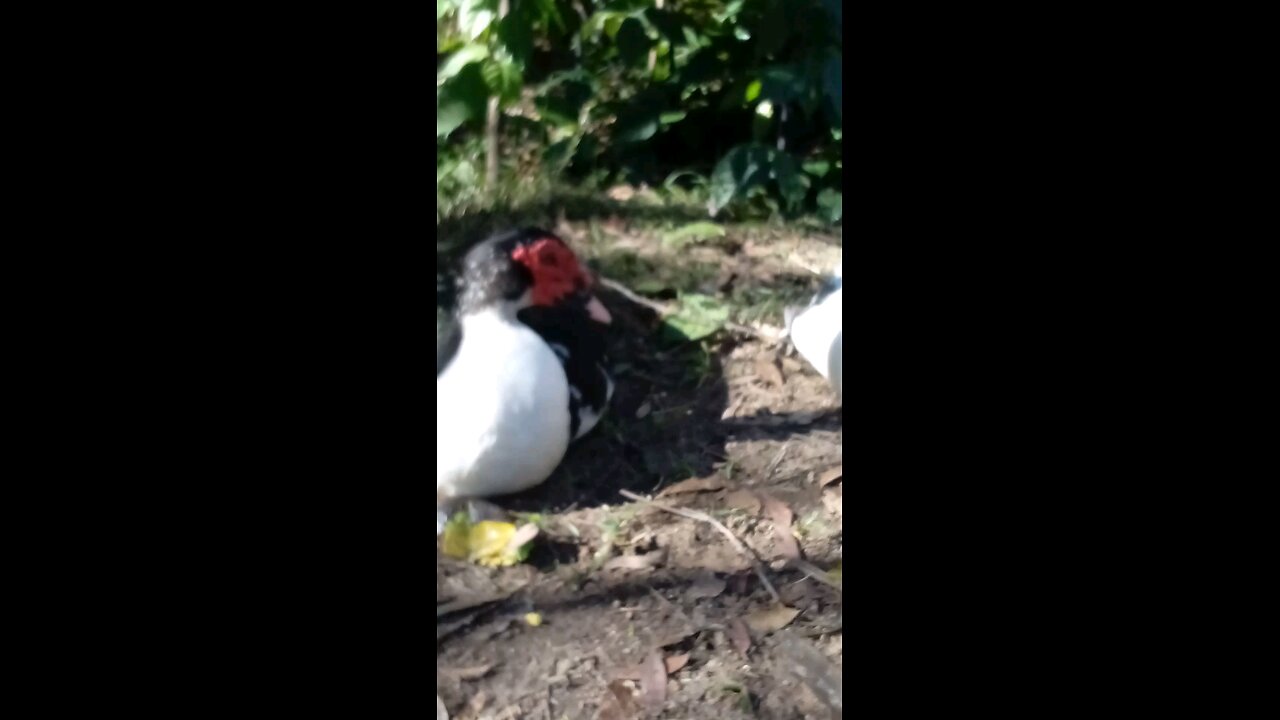 Wondering Around Talking To the Birds😁 🦆🦆🦆🦆🦜🦜🦜🥰🥰