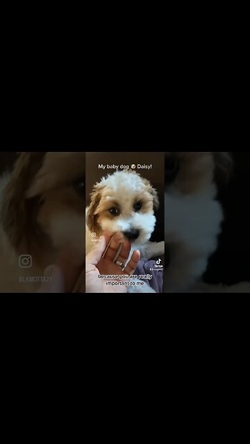 My baby dog 🐶 Daisy! #animal #cutedog #dog #dogs