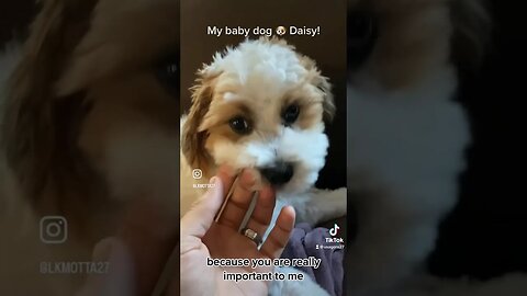 My baby dog 🐶 Daisy! #animal #cutedog #dog #dogs