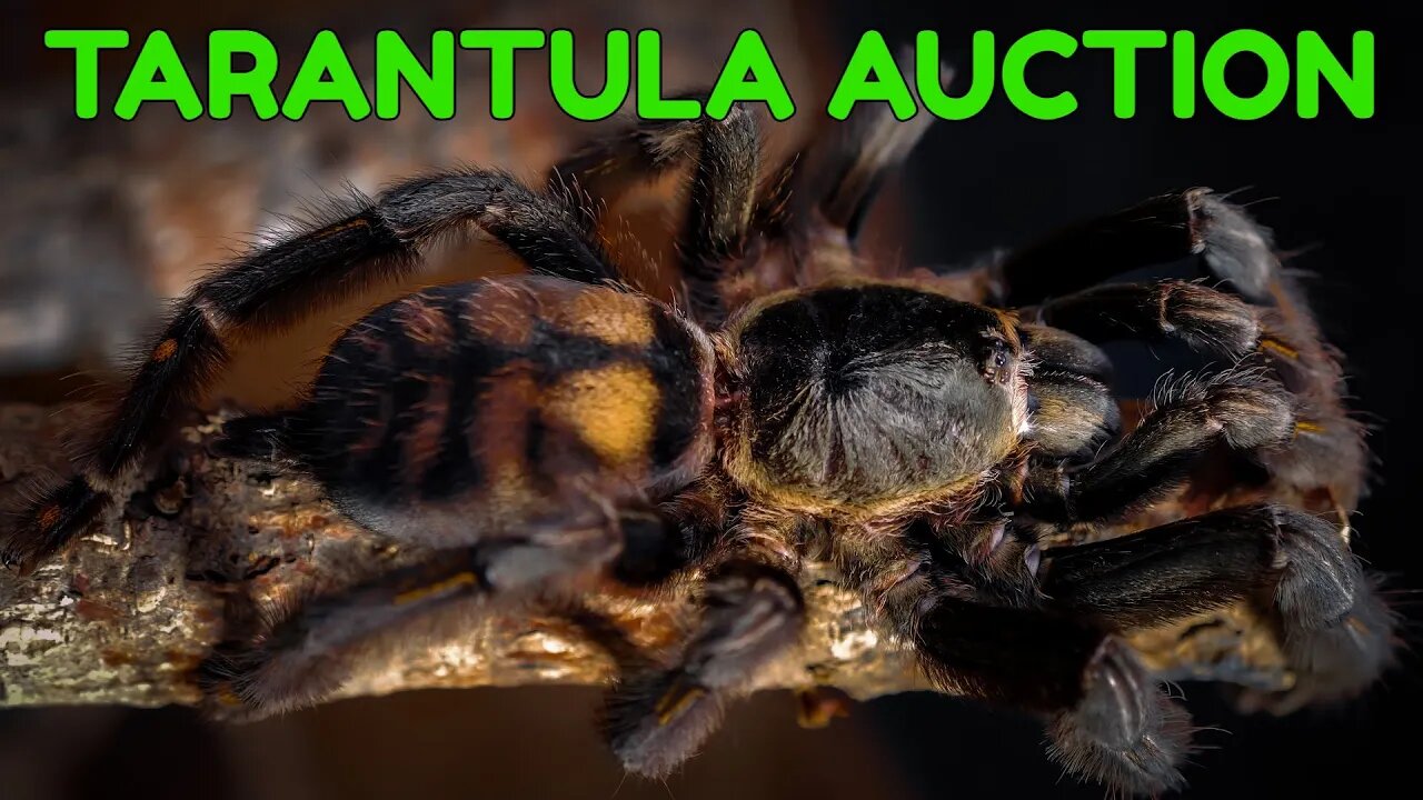 HALLOWEEN TARANTULAS!