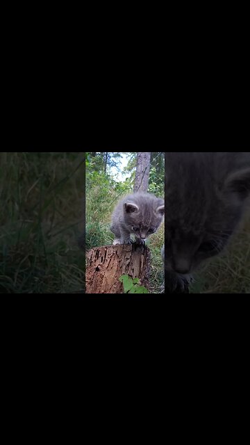 Regretting her Decisions - Purrhapps