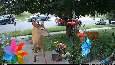 Beautiful Deer Visit! #Deer #Visit #Beautiful 🦌