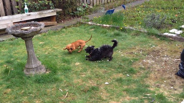 Adorable Puppy Playtime