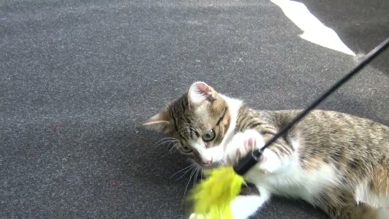 Kitty Plays with the Yellow Feather Toy