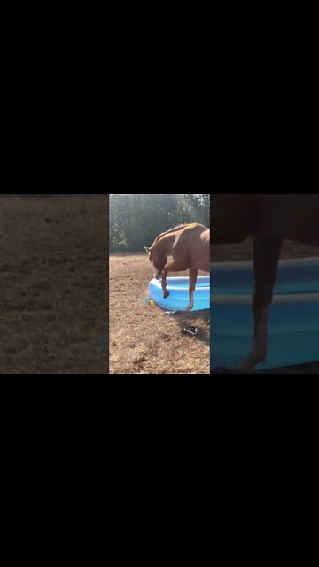 Horse Tries to Pop Pool
