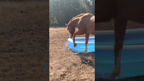 Horse Tries to Pop Pool