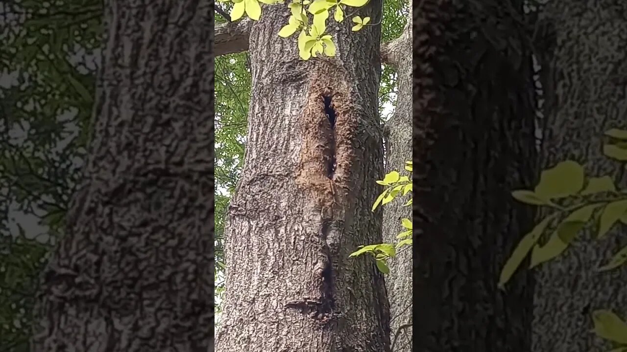 BeeHave! #bees #hive #beelife #gathering #bee