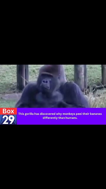 Box 29 Comedy News Gorilla tells humans the truth about peeling a banana