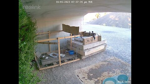 Young magpie & butcher bird