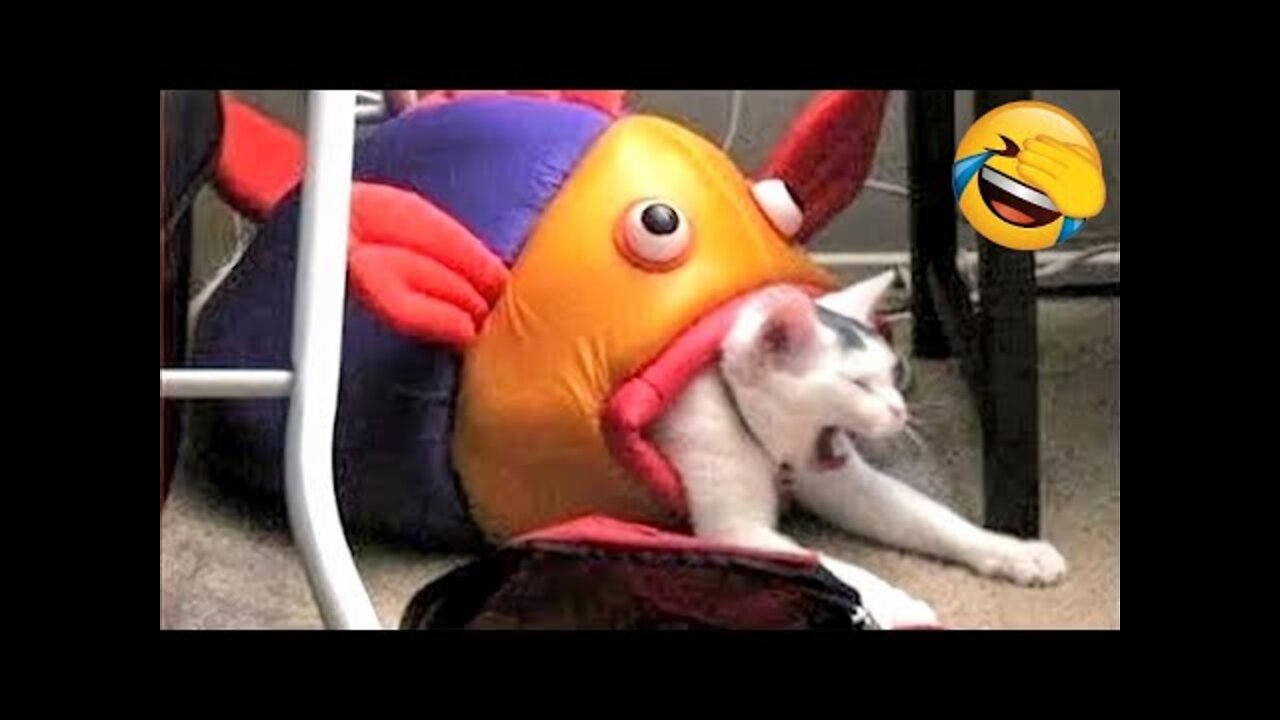 Try Not To Laugh Animals - Funniest Cat Videos In The World - Funny Animal Videos #4