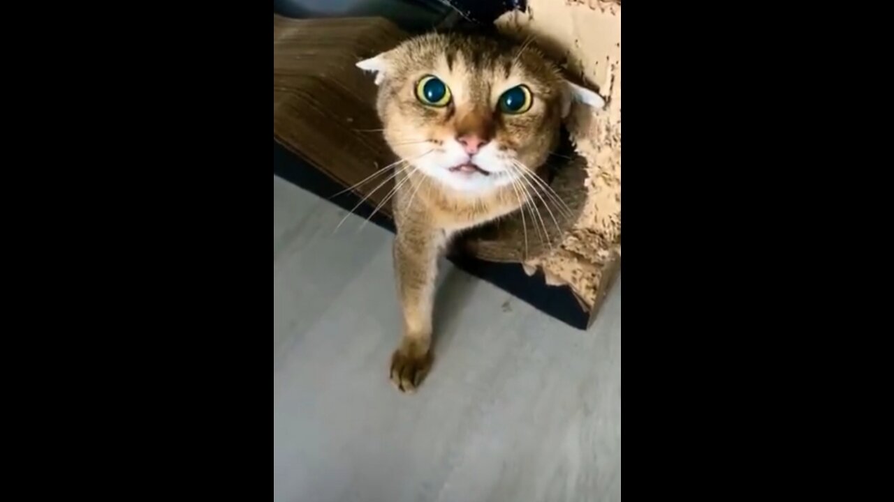 Cat 👹angry
