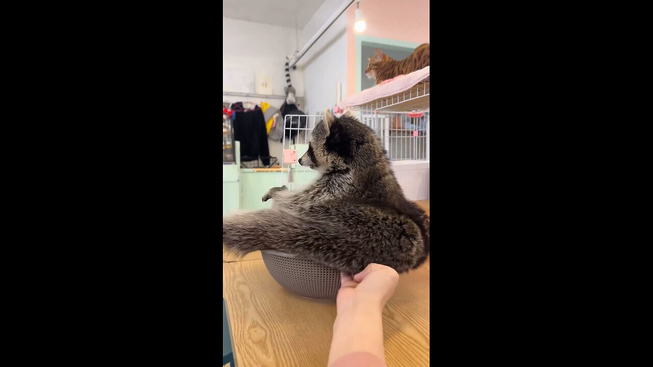 If itโs fit I sits .. cute animal ๐