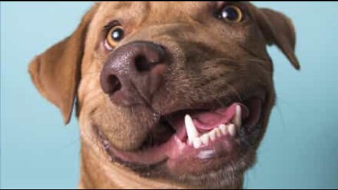Picasso, da cane abbandonato a cane da terapia