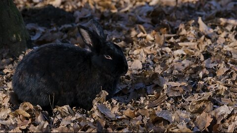 Inside the World of Rabbits: Habitats, Habits, and Hops