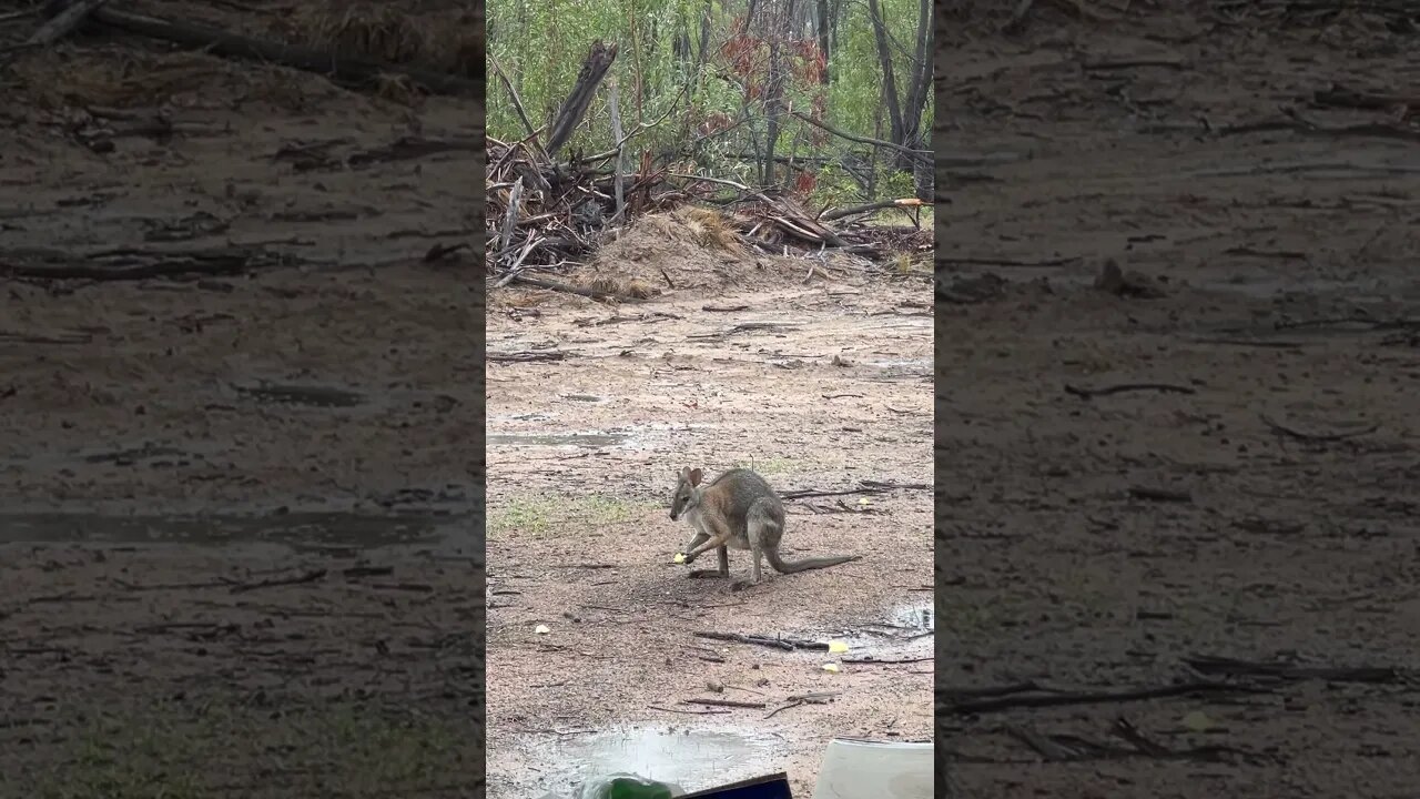 Wally gets a snack #wildlife #offgridhomestead #wildlifephotography #wallaby #australianwildlife