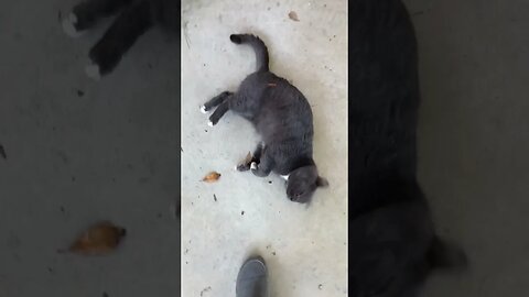 Front Porch Cat