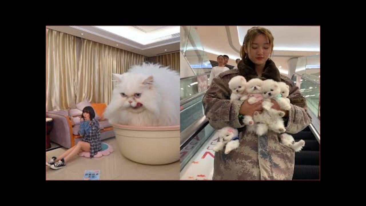 Tik Tok Chó Phốc Sóc Mini 😍 Funny and Cute Pomeranian #76