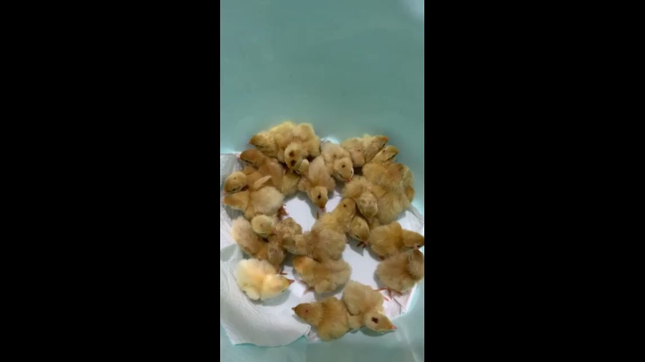 First day of texas Quail chicks - Teksas bıldırcın civcivlerinin ilk günü