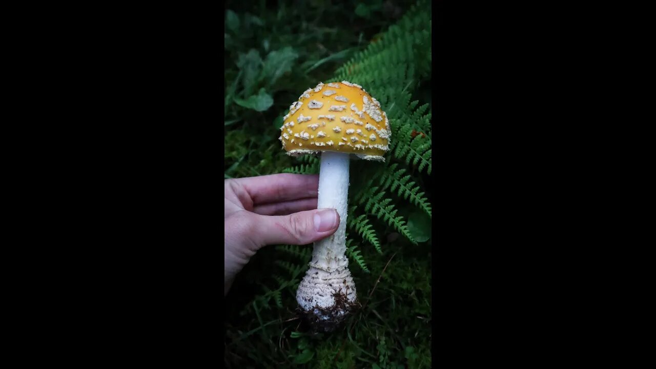 American Eastern Yellow Fly Agaric Mushroom ππΌππΌπ NATURE