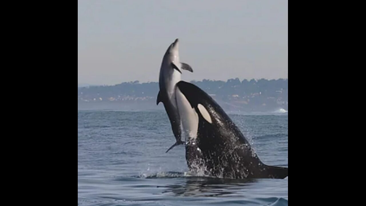 Large mackerel WHITE shark ocean