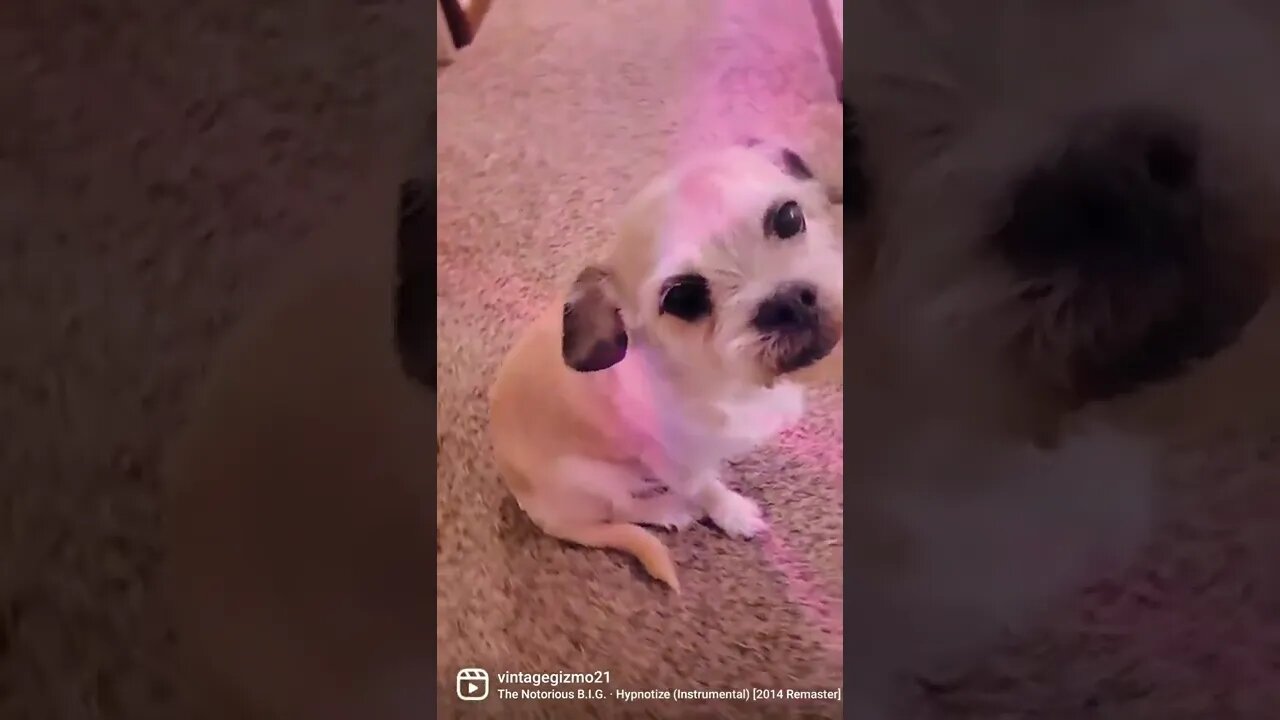 NOTORIOUS GIZMO