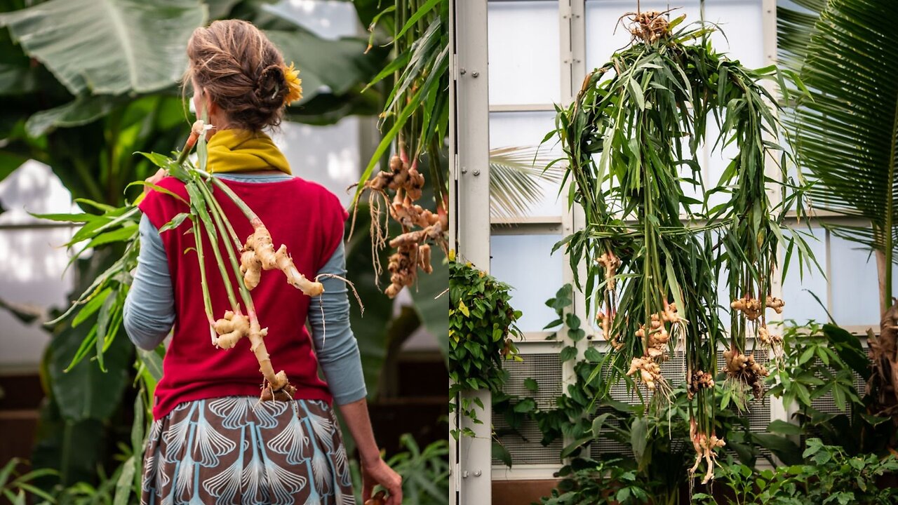 Growing Ginger From The Grocery Store!