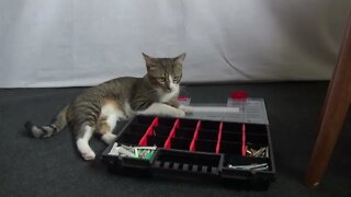 Curious Kitten Discovers a Toolbox
