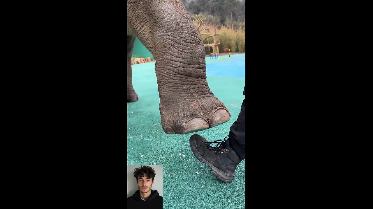 man vs elephant