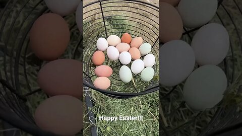 Happy Easter! 🐥🌷🥚 #farmlife #homesteading #easter #montana