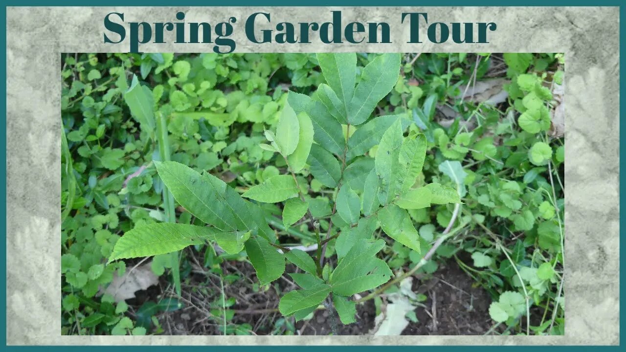 Spring garden tour 2022